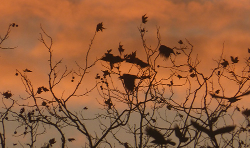 Kauwen bij zonsondergang
